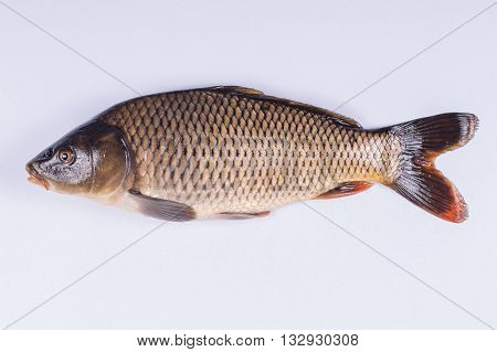 Common carp fish on white background close up