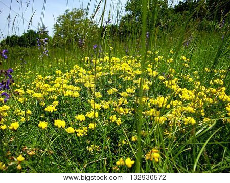 Birds-foot Trefoil (Lotus corniculatus) growing in a meadow