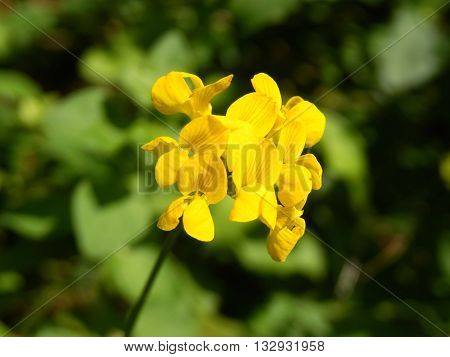 Close up of the head of a Greater bird's foot trefoil (Lotus uliginosus).