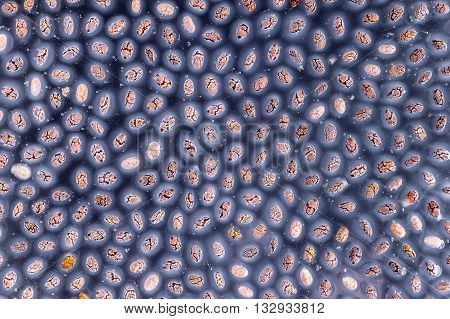 Mucilaginous Gel-like Coating Around Chia Seeds Over Dark Background