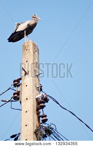 Asian openbill standing on top of electric pole. Human invades bird habitat. Anastomus oscitans is a large wading bird in the stork family. Found mainly in the Indian subcontinent and Southeast Asia.