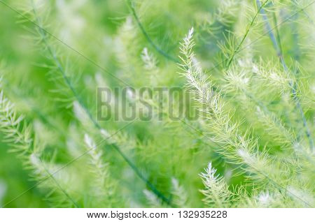 Natural background small green leaves of Asparagus Officinalis
