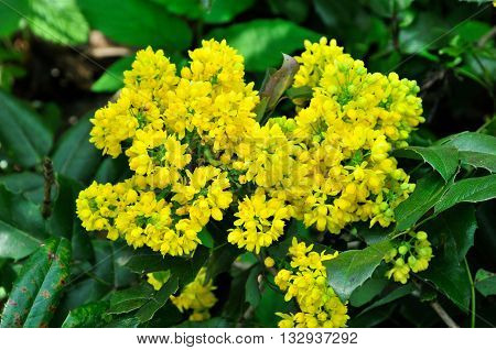 Flowering Mahonia aquifolium. Mahonia aquifolium is a species of flowering plant in the family Berberidaceae, native to western North America.