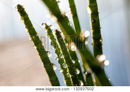aquatic plant horsetail in forest lakein dew drops
