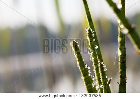 aquatic plant horsetail in forest lakein dew drops