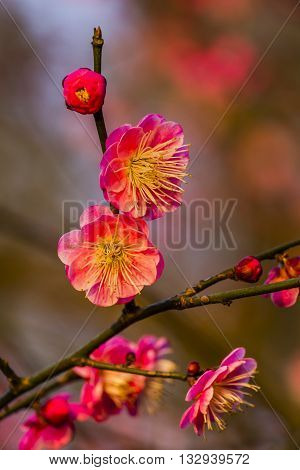Plum Blossoms Prunus Mume West Lake Jiangsu Province China.