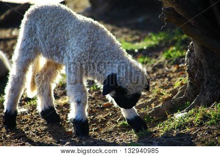 An upstanding lamb, looking for something next to an old tree.