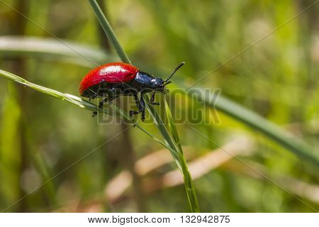 A red poplar leaf beetle on a grass-stock