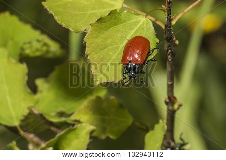 A red poplar leaf beetle on a leaf
