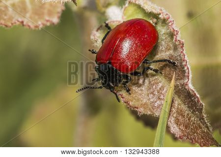A red poplar leaf beetle on a leaf