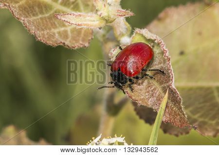 A red poplar leaf beetle on a leaf