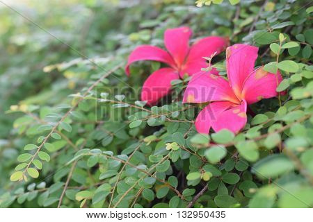 Fallen pink frangipani lying on a spead of leaves