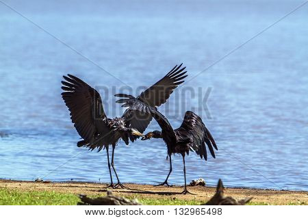 Specie Anastomus lamelligerus family of Ciconiidae, African openbills mating in Kruger Park