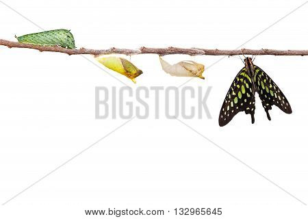 Isolated Tailed Jay Butterfly With Chrysalis And Caterpillar On White