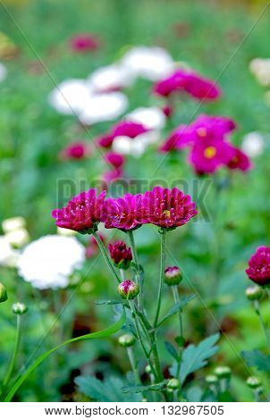 Blooming flowers in a botanical garden. Selective focus.