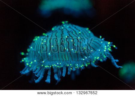 Flower hat jellyfish, Olindias formosa, is a blue, green, pink - multi colored jelly - that can be found off southern Japan.