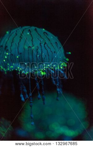 Flower hat jellyfish, Olindias formosa, is a blue, green, pink - multi colored jelly - that can be found off southern Japan.