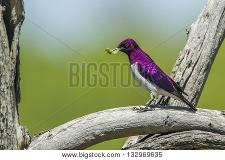 Specie Cinnyricinclus leucogaster family of Sturnidae, violet backed starling on a branch in Kruger Park