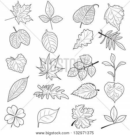 black and white leaf vector line pattern