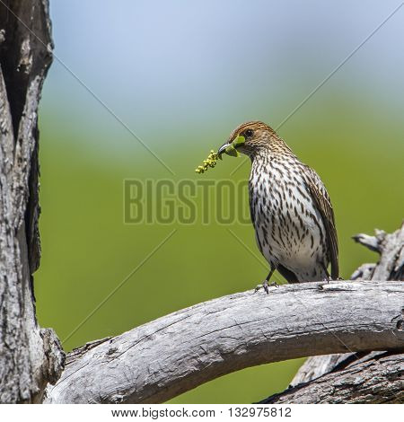 Specie Cinnyricinclus leucogaster family of Sturnidae, female violet backed starling feeding in Kruger park