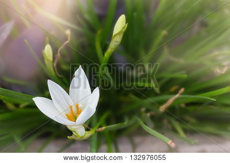 White Flowers Zephyranthes Lily Or Rain Lily With Romantic Soft Mood And Blank Space Area For Backgr