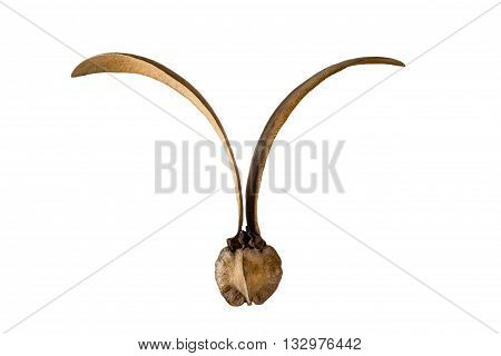 Tree Dipterocarpus alatus RoxbYangGurjanseed. isolated on white