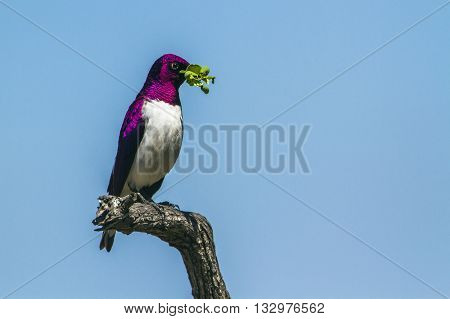 Specie Cinnyricinclus leucogaster family of Sturnidae, violet backed starling feeding in Kruger Park