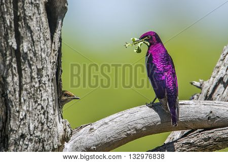 Specie Cinnyricinclus leucogaster family of Sturnidae, violet backed starling on a trunk, in Kruger park