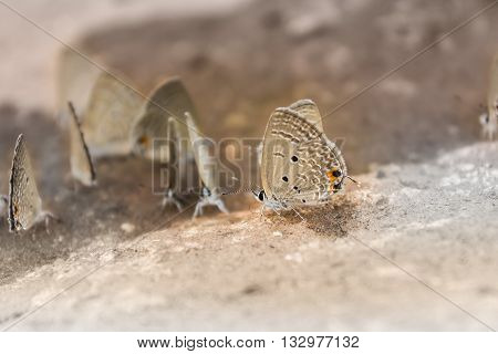 Outstanding Butterfly In Group , Closeup Brown And Black Butterfly, Lovely Animal Lovely Creature, B
