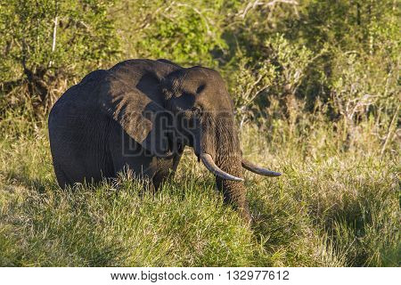 Specie Loxodonta africana family of Elephantidae, african bush elephant walking in savannah, Kruger park