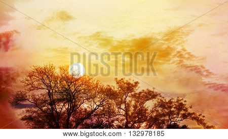 Amazing Nature Sky And Tree Top View With Sunet On Colourful Puffy Clouds Wide Sky With Blank Space