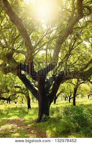 Large cork tree field under bright sunlight