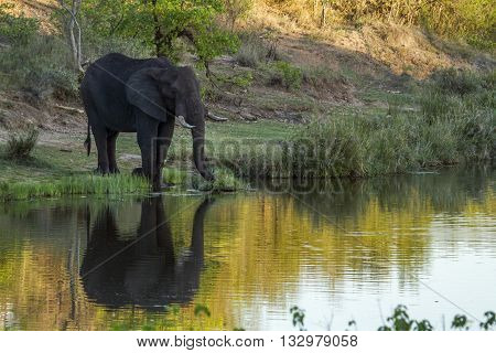 Specie Loxodonta africana family of Elephantidae, african bush elephant walking in the riverbank in savannah, Kruger park