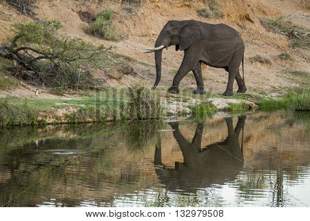 Specie Loxodonta africana family of Elephantidae,  african bush elephant walking in the riverbank, Kruger park