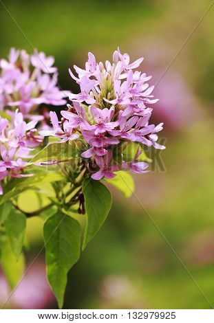 Beautiful pink flowers in the garden ,background