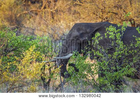 Specie Loxodonta africana family of Elephantidae, portrait of an african bush elephant in savannah, Kruger park