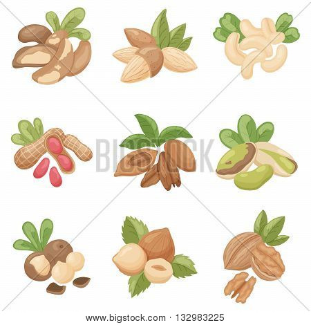 vector set of nuts: brazilian almond cashew peanut pecan pistachio macadamia hazelnut walnut