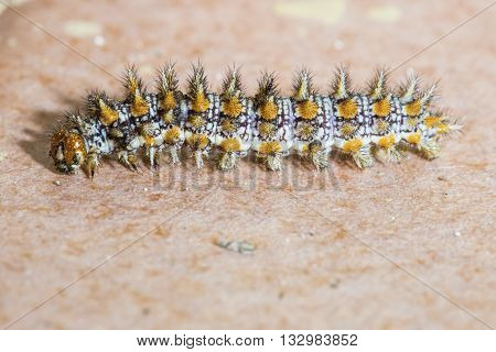 A Colorful Caterpillar Moving On The Floor