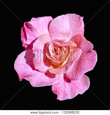Beautiful  pink flower isolated on black blackground