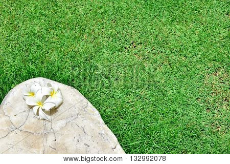 Frangipani Plumeria Templetree on stone with grass background
