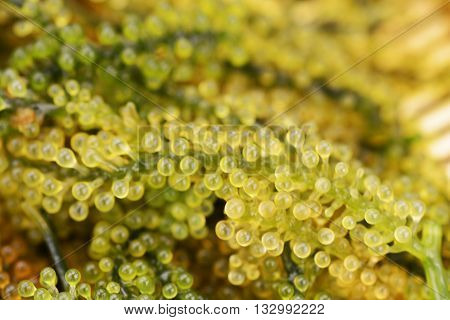 Sea grape seaweed uni budou. japanese ocean seaweed food.