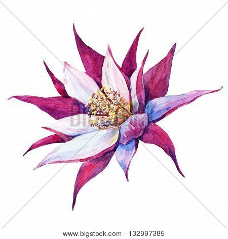 Beautiful image with nice watercolor pataya dragon flower
