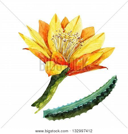 Beautiful image with nice watercolor pataya dragon flower