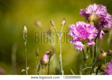 Dianthus or carnation flowers in the garden, natural background