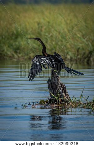 African Darter Spreading Wings On Tree Stump