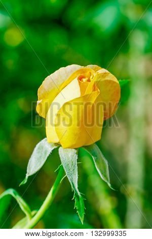 Beautiful yellowe rose flower in the garden