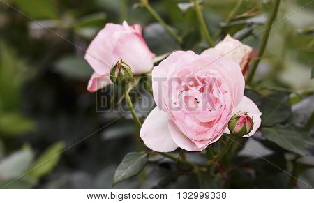 Beautiful pink rose flower in the garden