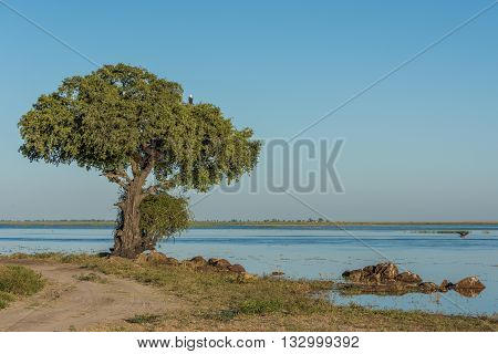 African Fish Eagle In Tree Beside River