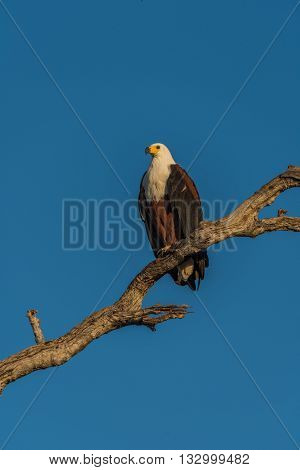 African Fish Eagle On Branch In Golden Light