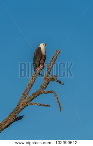 African Fish Eagle On Dead Tree Stump
